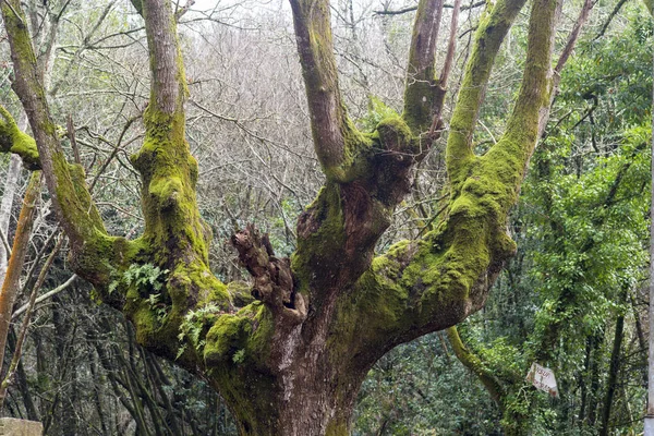 Yosun Kaplı Büyük Yaşlı Ağaç — Stok fotoğraf