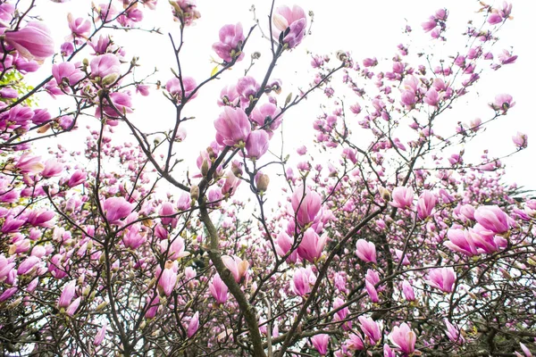 Ανθίζοντας Δέντρα Magnolia Ροζ Λουλούδια — Φωτογραφία Αρχείου