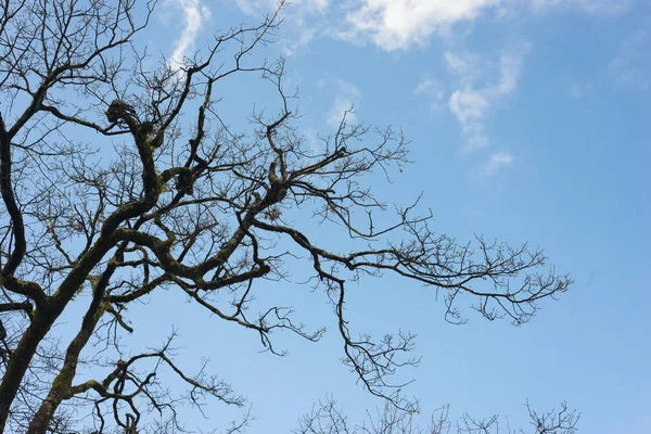 Kahle Äste Blauen Himmel — Stockfoto