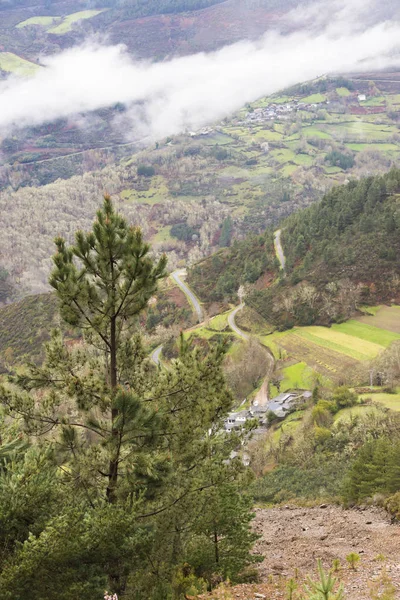 Naaldboom Bergachtig Landschap Met Lage Wolken — Stockfoto