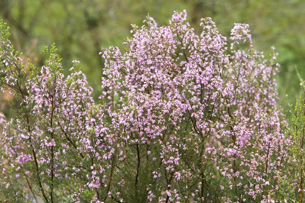 Arbustos Com Pequenas Flores Rosa Florescendo — Fotografia de Stock