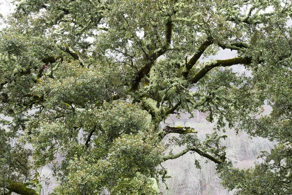 Ветви Деревьев Зелеными Листьями Туманным Фоном — стоковое фото