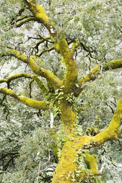 Baum Mit Grünem Laub Bedeckt Mit Moos — Stockfoto