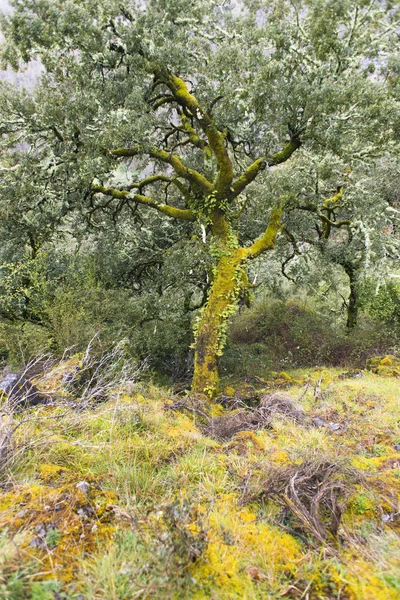 Baum Mit Grünem Laub Bedeckt Mit Moos — Stockfoto