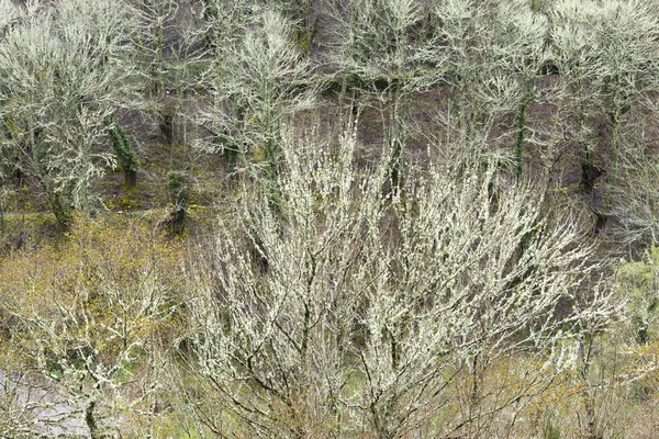 Erhöhter Blick Auf Kahle Bäume Wald — Stockfoto