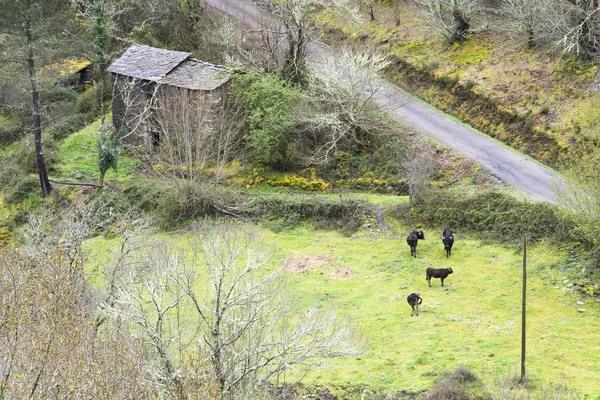 Árvores Nuas Galpão Colina Pastoreando Gado Gramado Verde — Fotografia de Stock