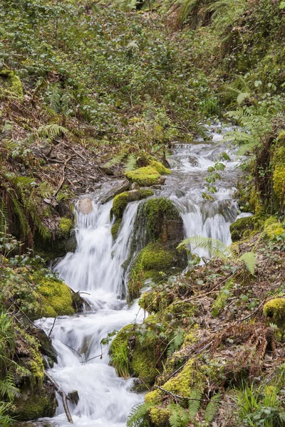 Pequena Cachoeira Riacho Cercada Por Vegetação Exuberante — Fotografia de Stock