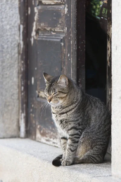 Gato Rayas Marrón Con Los Ojos Cerrados Sentado Puerta — Foto de Stock