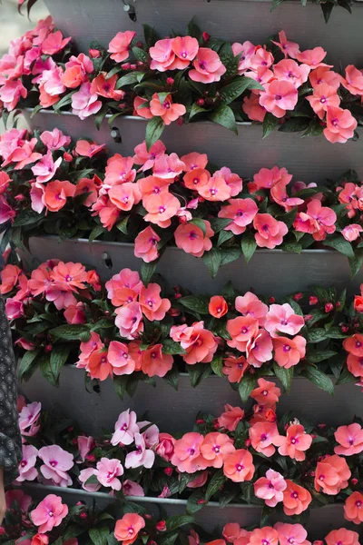 Růžový Kvetoucí Květiny Květináčích Vrstvami — Stock fotografie