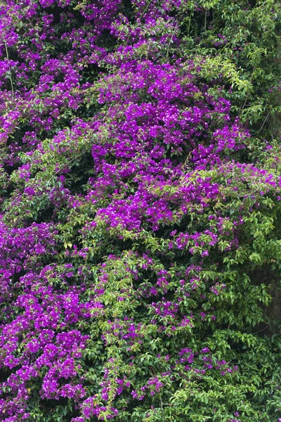 Flores Roxas Exuberantes Arbusto Verde — Fotografia de Stock