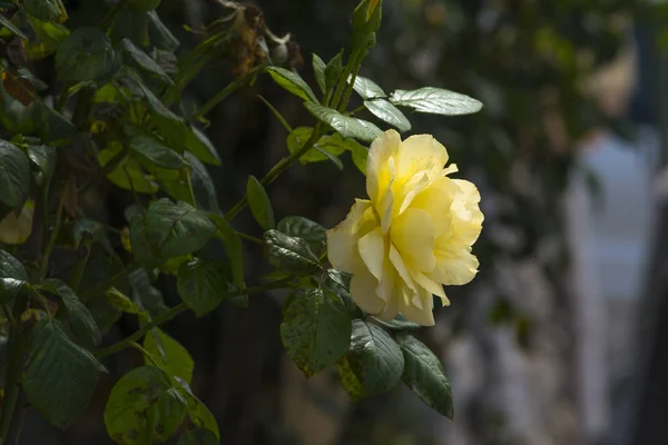 Rozkvétají Žluté Růže Květ Zblízka Střílel — Stock fotografie