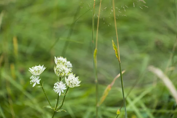 Small White Flowers Blooming Lush Greenery — Stock Photo, Image