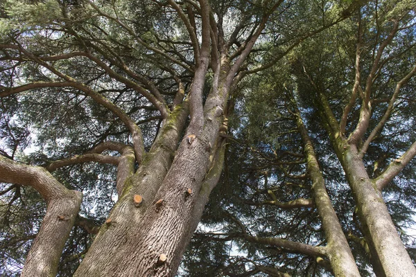 Vista Baixo Ângulo Árvores Altas — Fotografia de Stock