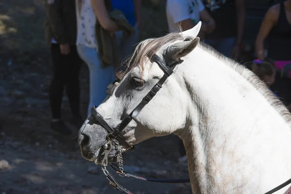 Zblízka Zastřelil Bílého Koně Profilu Slunci — Stock fotografie