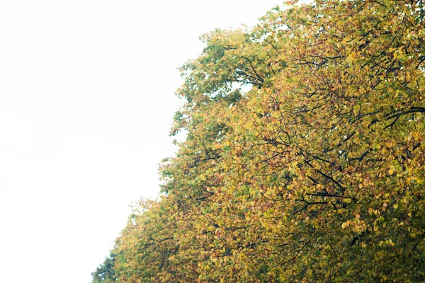 Trees Branches Yellow Foliage Sky — Stock Photo, Image