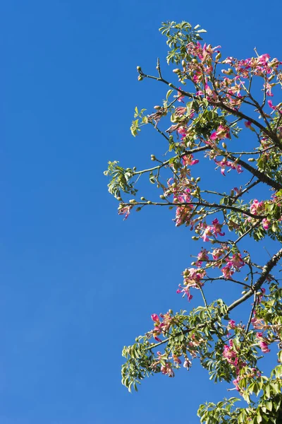 Gałęzie Drzewa Zielonych Liści Różowe Kwiaty Niebo — Zdjęcie stockowe