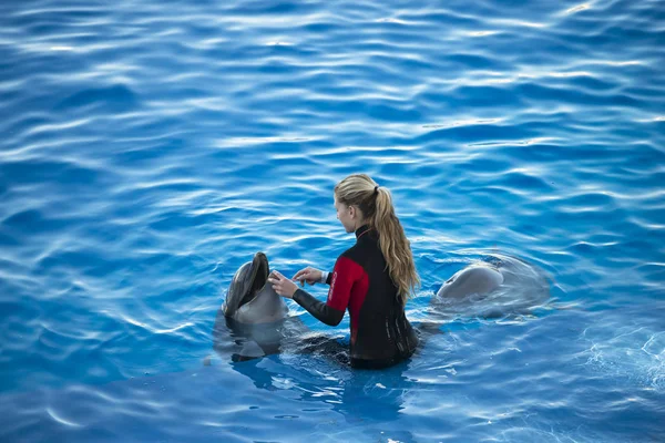 Vue Formateur Femme Travaillant Avec Des Dauphins Dans Eau — Photo