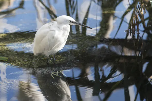 Bellissimo Uccello Bianco Appollaiato Sull Acqua — Foto Stock