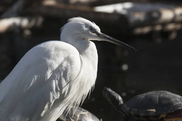 Mooie Witte Vogel Fel Zonlicht — Stockfoto