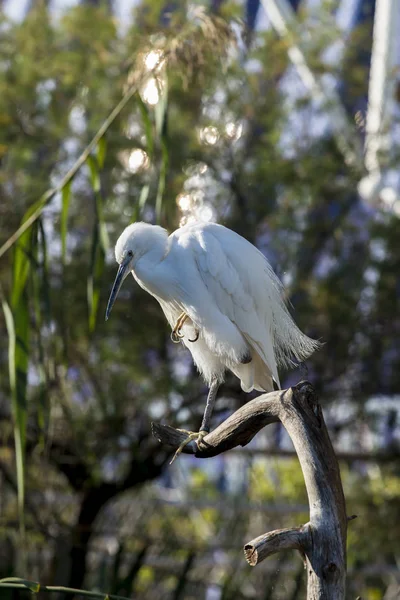 Uccello Elegante Bianco Piena Luce Solare — Foto Stock