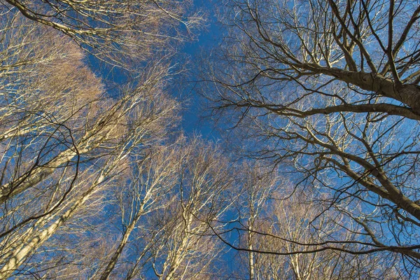 Blick Auf Kahle Bäume Blauem Himmel — Stockfoto