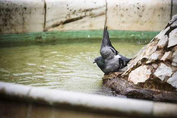 Utsikt Över Pigeon Sitter Vid Fontänen Pool — Stockfoto