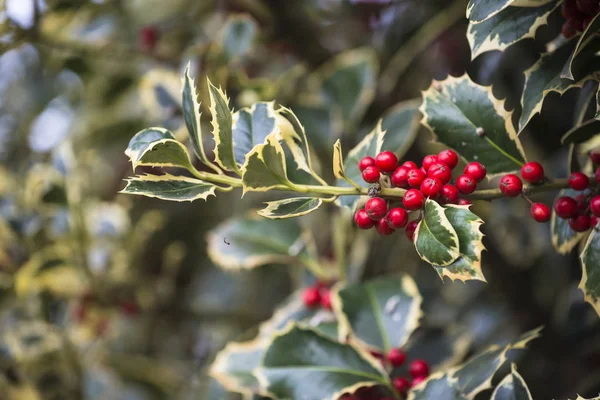 Gren Med Gröna Blad Och Röda Bär — Stockfoto