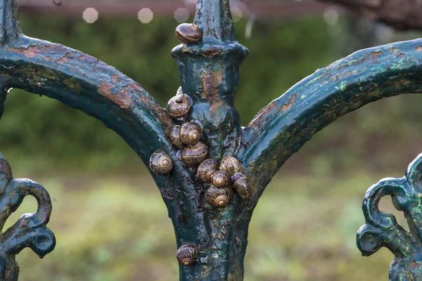 Veel Slakken Metalen Sierlijke Hek — Stockfoto