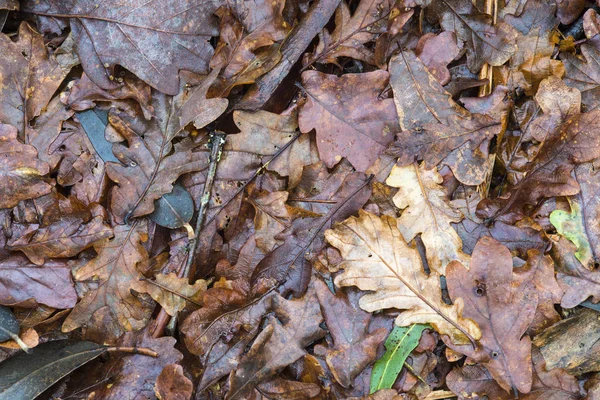 Fallen Podzimní Listí Hnědé Dubové Listí — Stock fotografie
