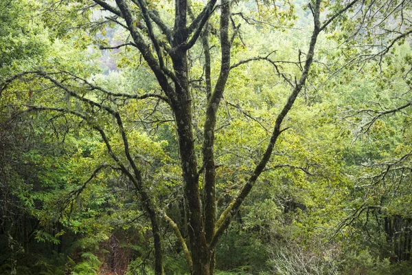 Старое Дерево Лесу Пышной Зеленью — стоковое фото