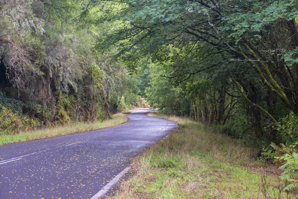 Estrada Sinuosa Cercada Por Vegetação Exuberante — Fotografia de Stock