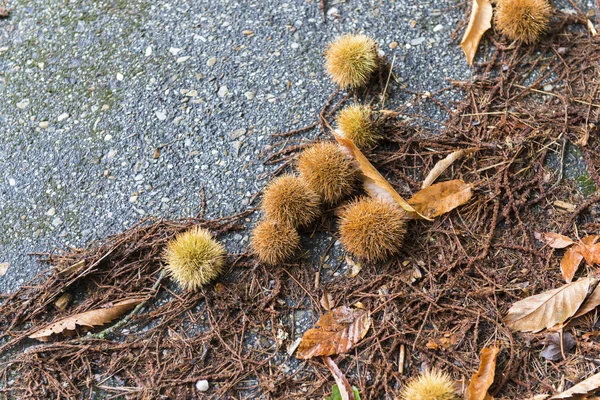 Dry Burdock Seeds Ground Autumn Leaves — Stock Photo, Image