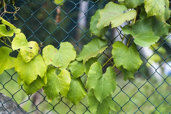 Πλούσια Πράσινα Φύλλα Που Αναπτύσσονται Μέσω Των Φρακτών Πλέγματος — Φωτογραφία Αρχείου