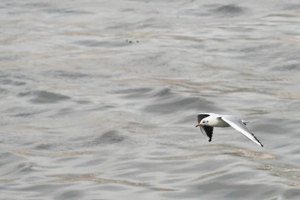 Gaivota Voando Sobre Água Mar Ondulada — Fotografia de Stock