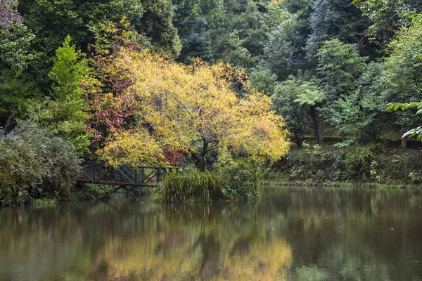 Žlutá Zelená Foliaged Rostliny Stromy Nad Jezerní Vody — Stock fotografie