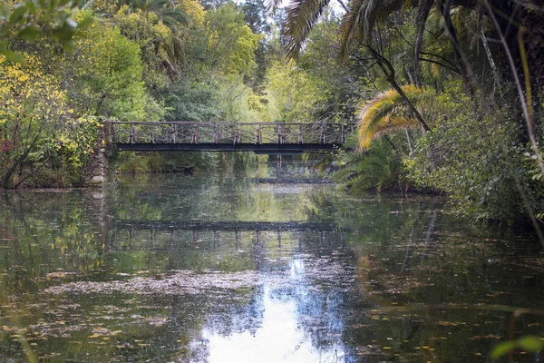 Gür Yeşilliklerle Çevrili Tropik Bataklık Üzerinde Köprü — Stok fotoğraf