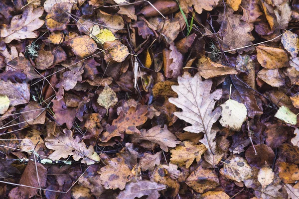 茶色の地面に紅葉 クローズ アップ — ストック写真