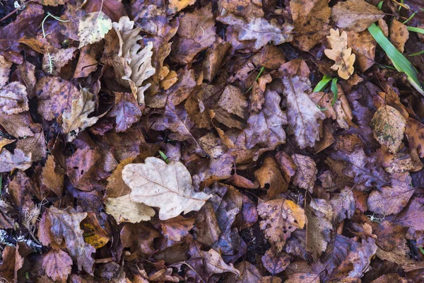 Hnědá Podzimní Listí Zemi Zblízka — Stock fotografie