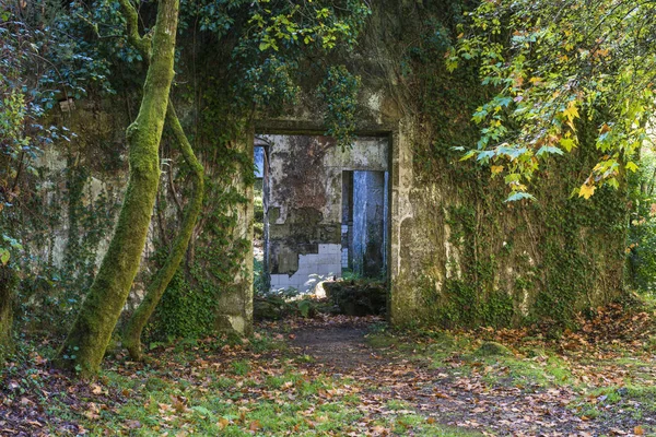 Fachada Edifício Abandonado Coberto Vegetação — Fotografia de Stock