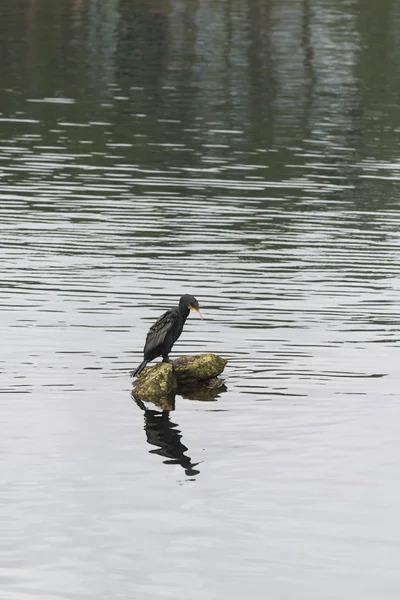 Oiseau Noir Assis Sur Rocher Dans Rivière — Photo