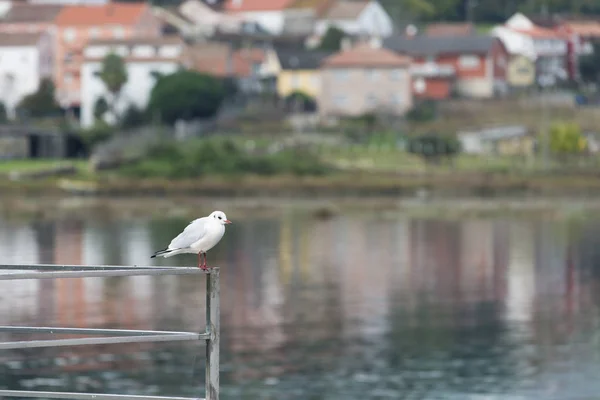 Seagull Som Sitter Staketet Nära Vatten — Stockfoto