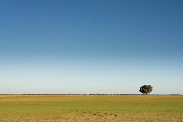 Grüne Sonne Beleuchtete Feld Unter Blauem Himmel — Stockfoto