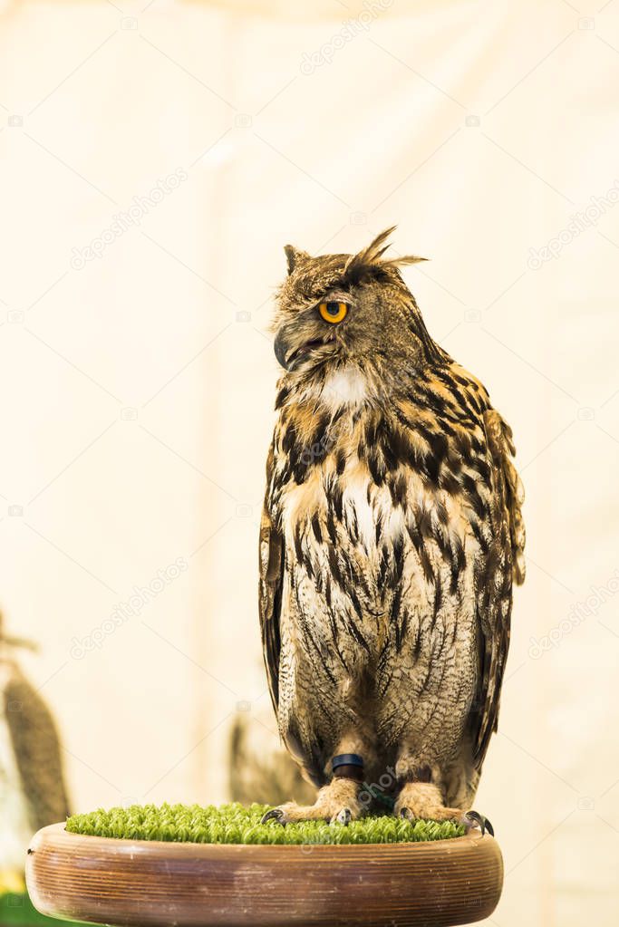 domestic owl perching on special pedestal