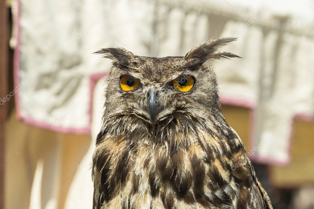 close up shot of angry owl