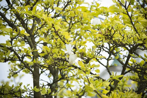 Magnolia Drzewa Liści Kwiatów — Zdjęcie stockowe