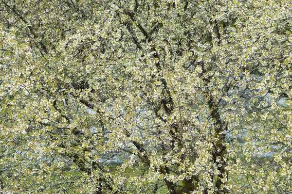 Árbol Floreciente Con Flores Blancas Hojas Verdes — Foto de Stock