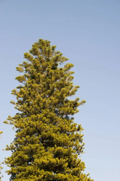 Detalhe Araucaria — Fotografia de Stock