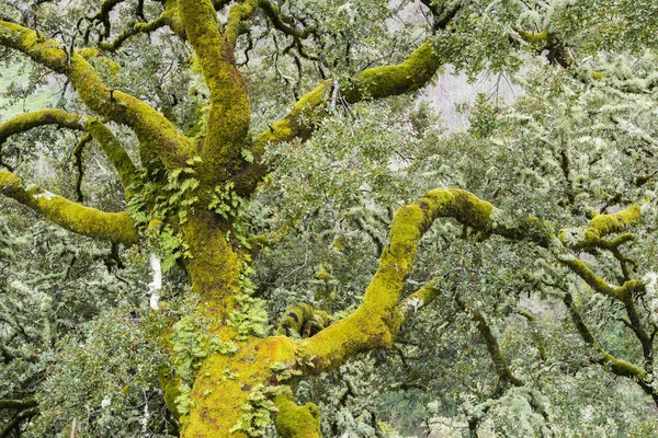 Eine Korkeiche Galicien Spanien — Stockfoto