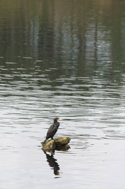 Galiçya (İspanya bir kaya üzerinde bir karabatak)