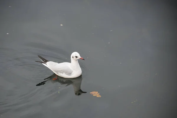 A seagull swims over the sea water